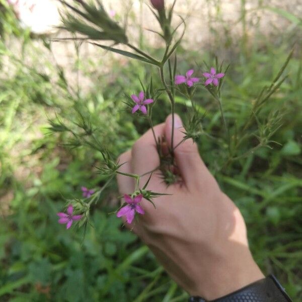 Dianthus armeria Çiçek