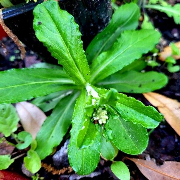 Gamochaeta purpurea برگ