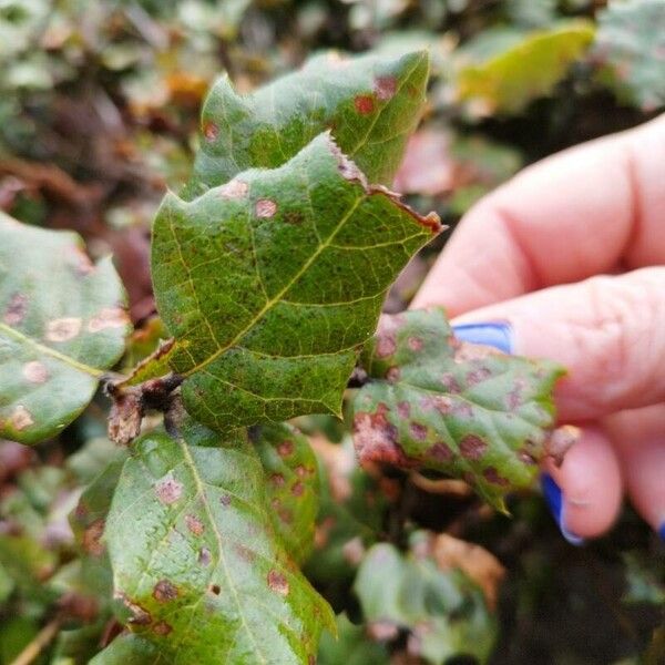 Quercus lusitanica برگ