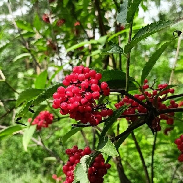 Sambucus racemosa 果実