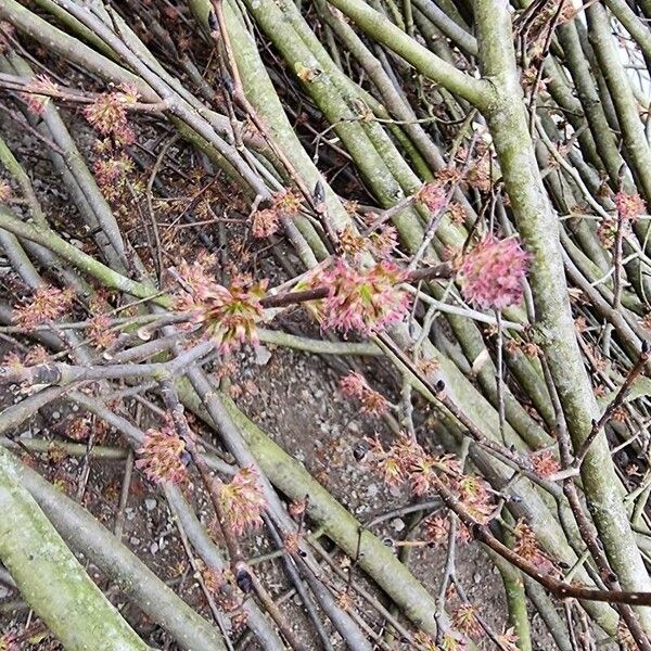 Acer rubrum Fleur