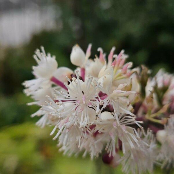 Actaea racemosa Kwiat