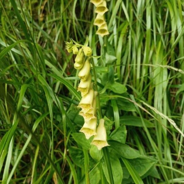 Digitalis grandiflora Flower