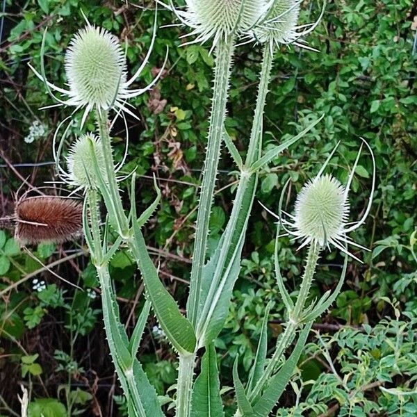 Dipsacus laciniatus Flower