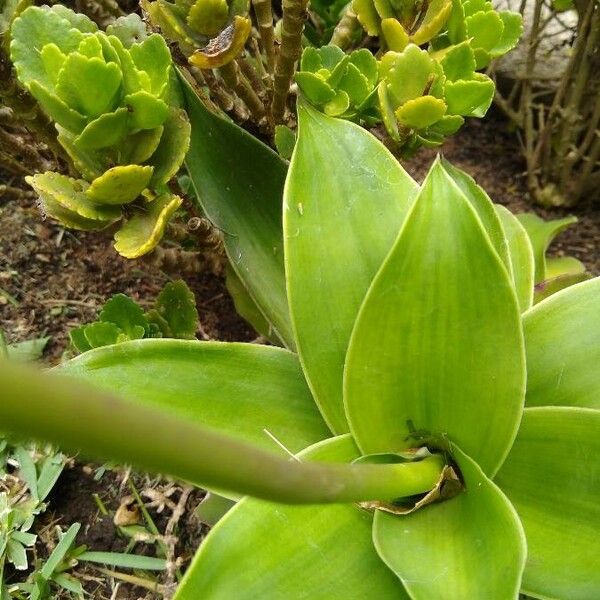 Callisia fragrans 葉