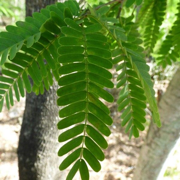 Tamarindus indica Levél