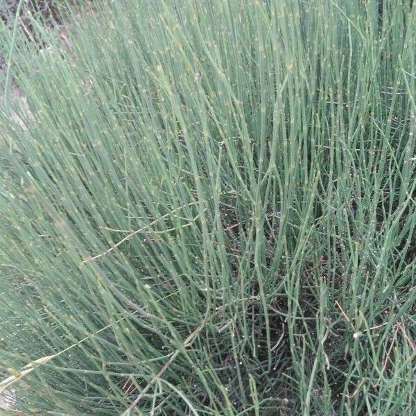 Ephedra major Casca