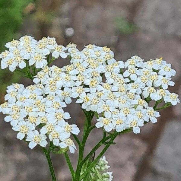 Achillea nobilis Blomst