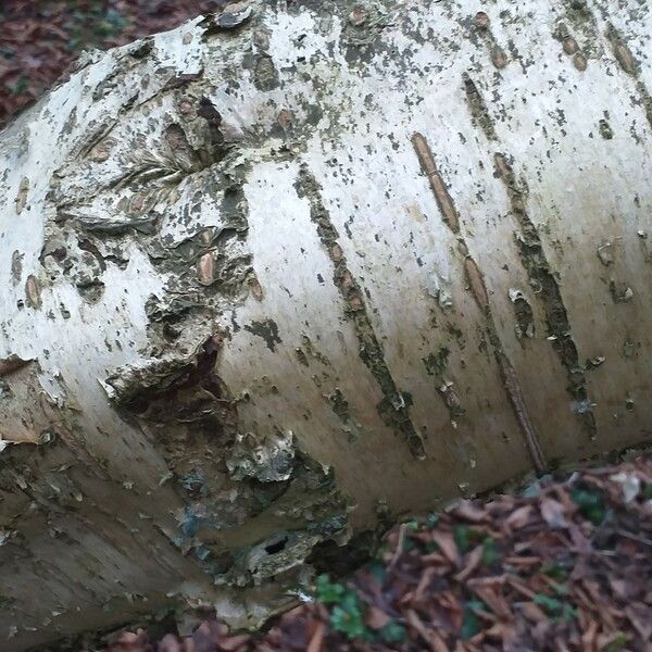 Betula medwediewii Bark