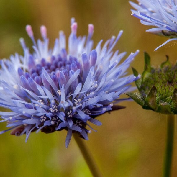 Jasione montana Kukka