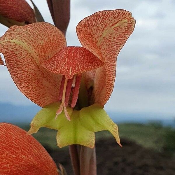 Gladiolus dalenii Blomma