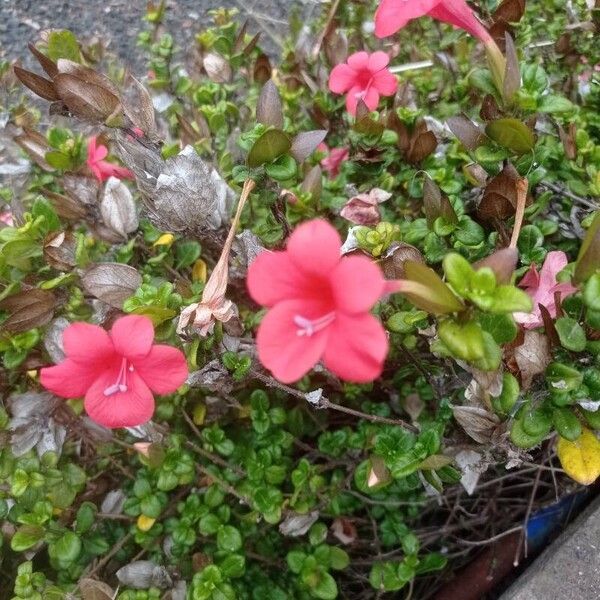 Barleria repens Flor