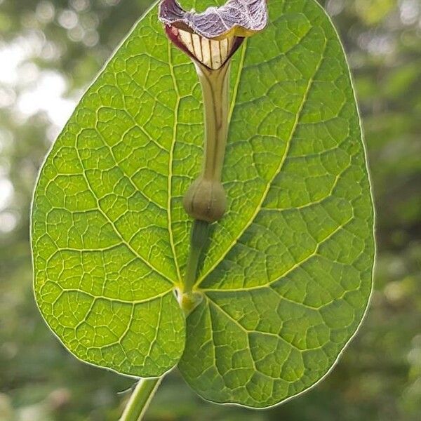 Aristolochia rotunda 花