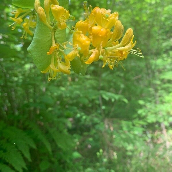 Lonicera hirsuta ফুল