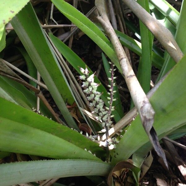 Bromelia karatas Altres