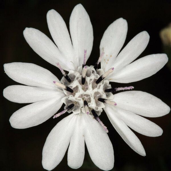 Blepharipappus scaber Flower