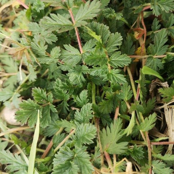 Erodium cicutarium Лист