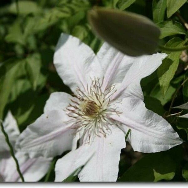 Clematis patens Flower