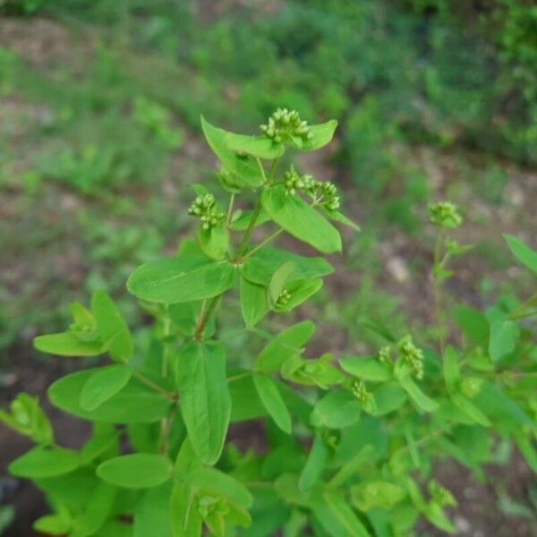 Hypericum mutilum Feuille