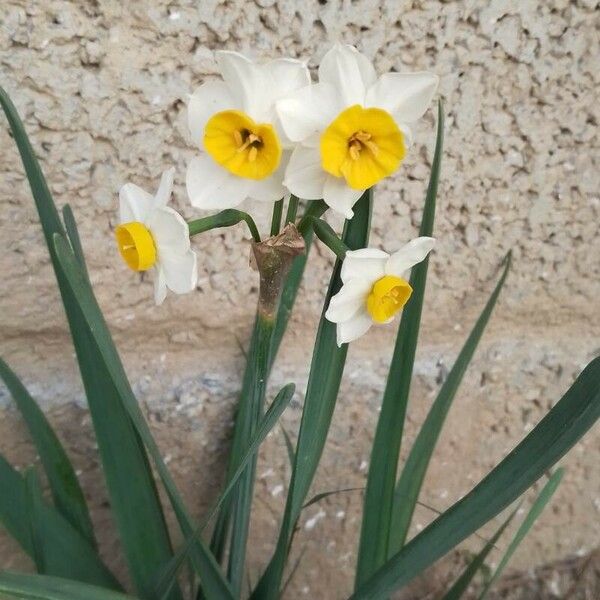 Narcissus tazetta Floare