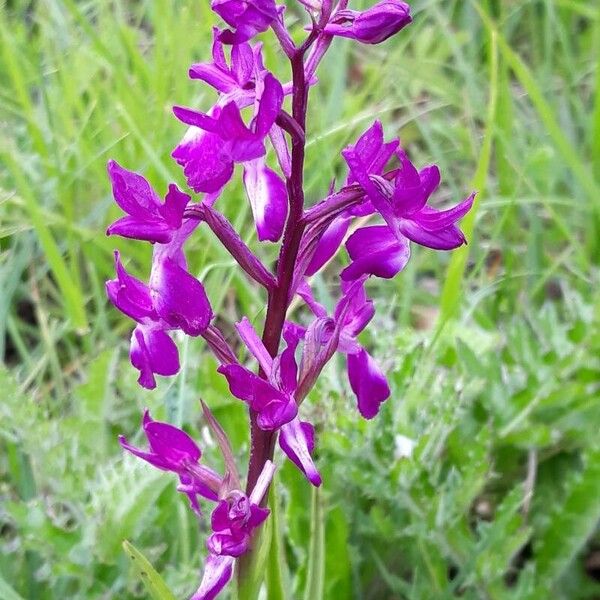 Anacamptis laxiflora Кветка