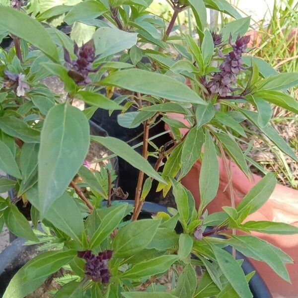 Ocimum kilimandscharicum Leaf