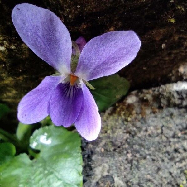 Viola odorata Flower