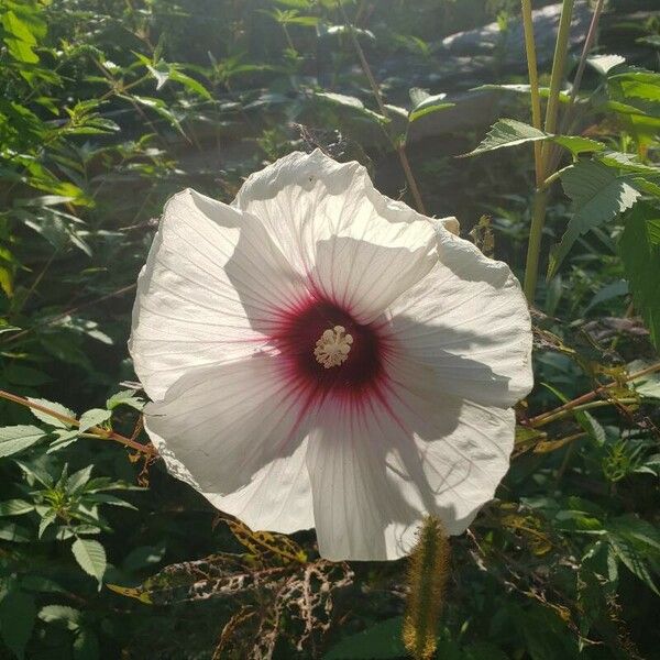 Hibiscus moscheutos Žiedas