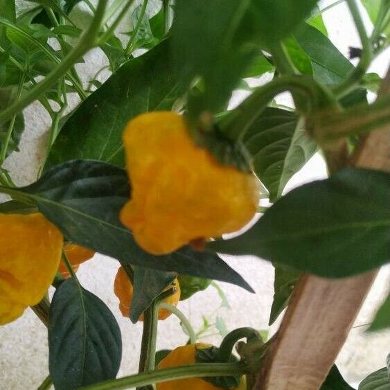 Capsicum baccatum Frucht