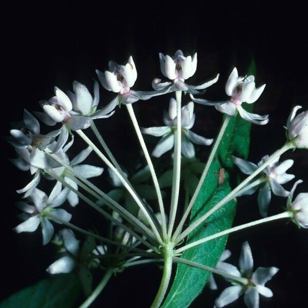 Asclepias quadrifolia Flor