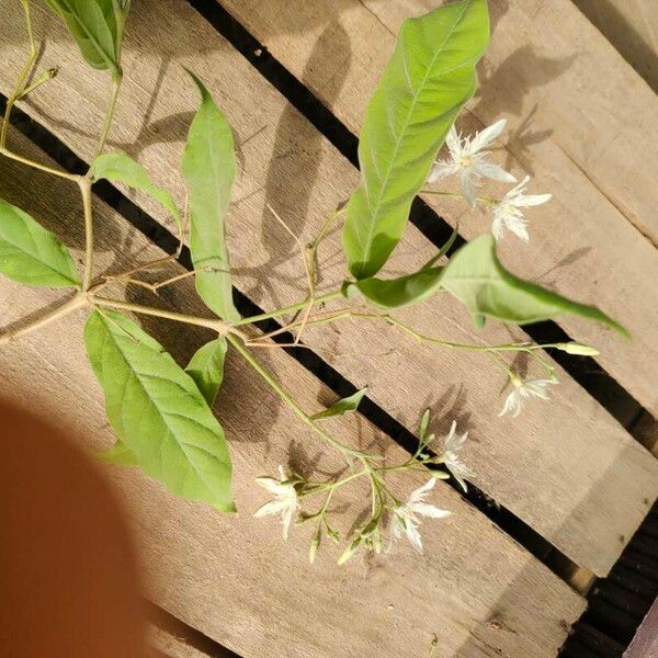 Wrightia tinctoria ഇല