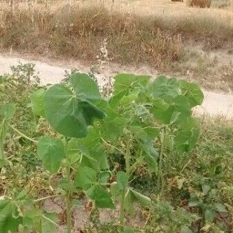 Abutilon theophrasti Habit