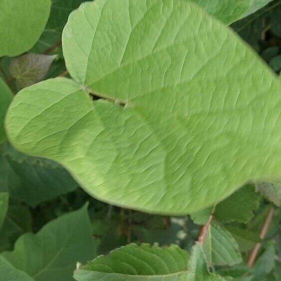 Aristolochia macrophylla Лист