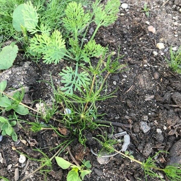 Spergula arvensis Feuille