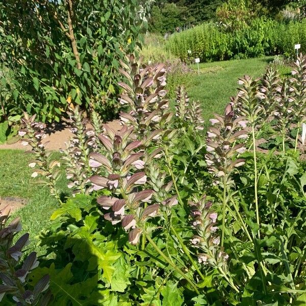 Acanthus hungaricus फूल