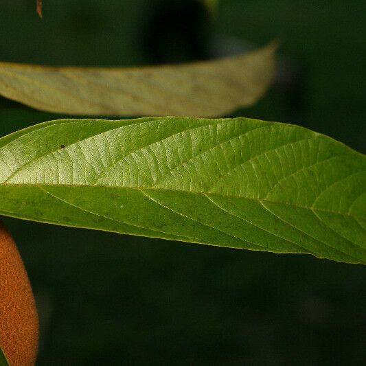 Theobroma grandiflorum Fulla