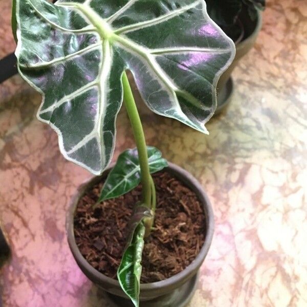 Alocasia sanderiana Leaf