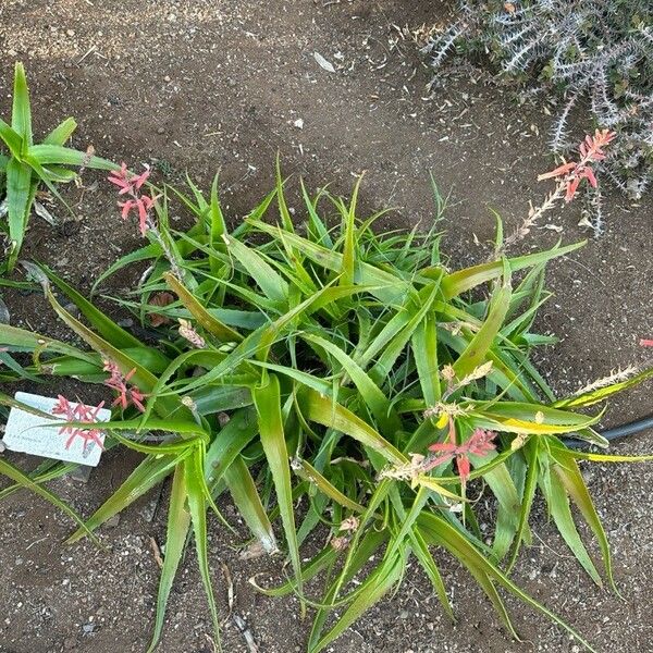 Aloe acutissima Лист