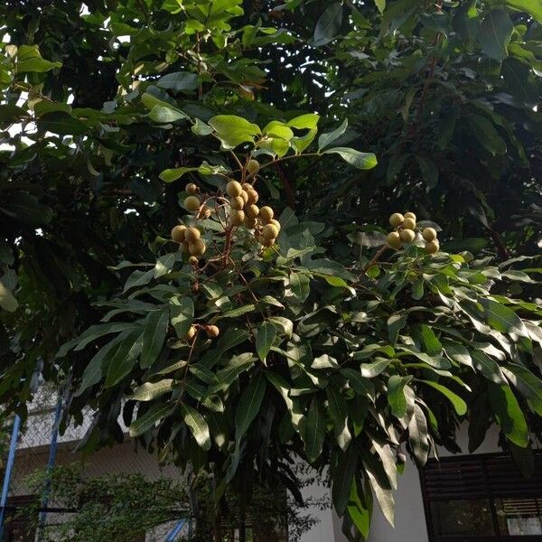 Dimocarpus longan Fruto