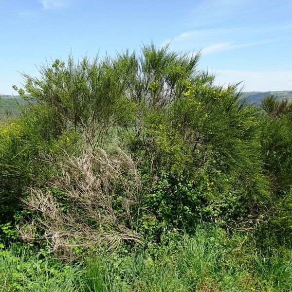 Cytisus scoparius Hábitos