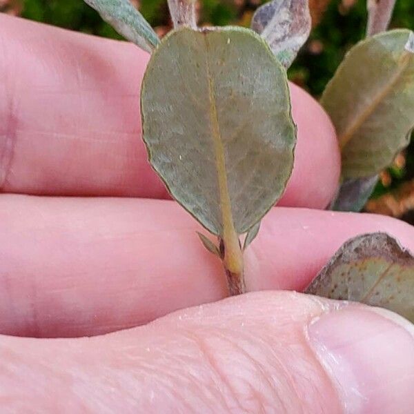 Salix repens Leaf