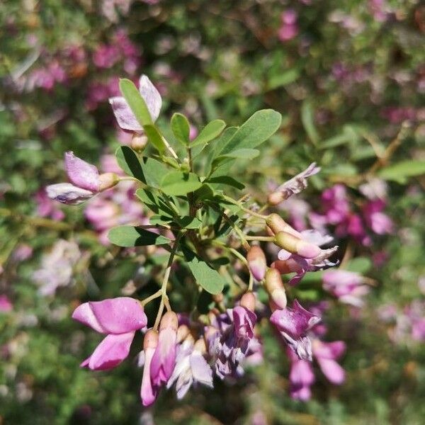 Caragana halodendron Blomst