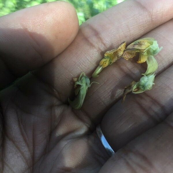 Crotalaria spectabilis Çiçek