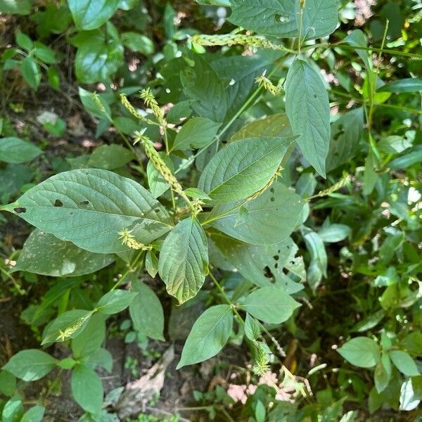 Achyranthes bidentata Fruto