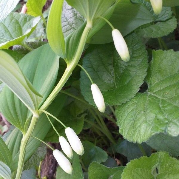 Polygonatum odoratum 花