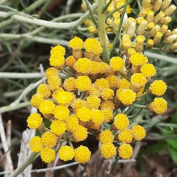 Helichrysum italicum Blomma