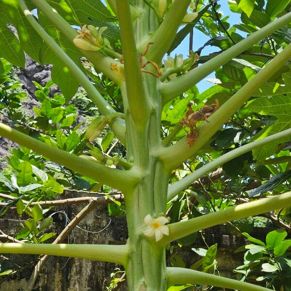 Carica papaya Blomst