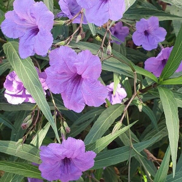 Ruellia simplex Kvet