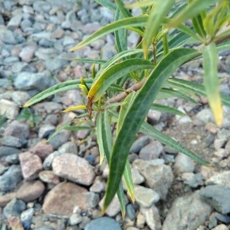 Gomphocarpus physocarpus Leaf