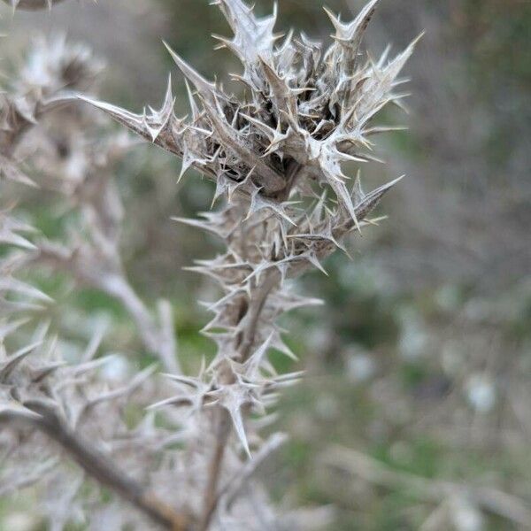 Scolymus maculatus Лист